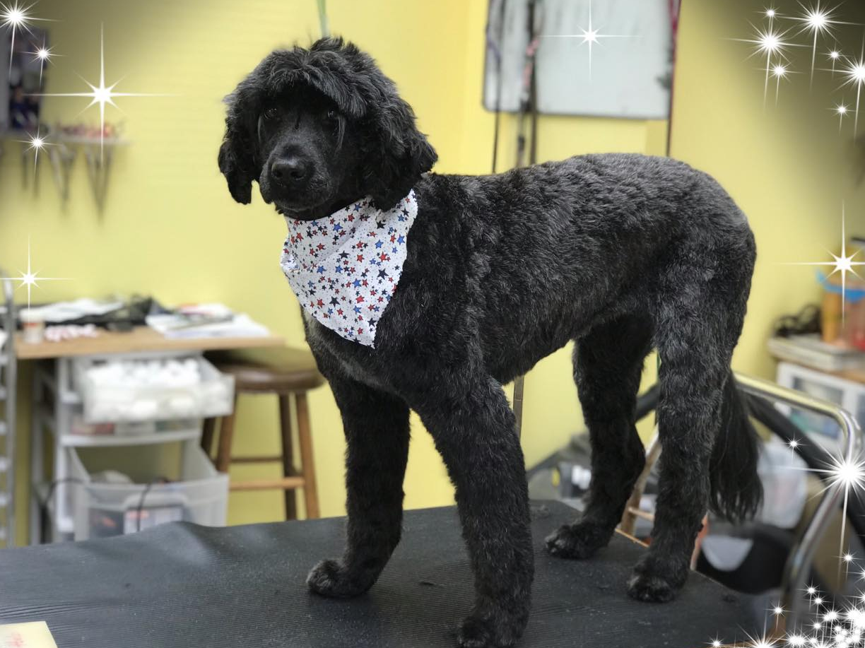 dog gone grooming salon